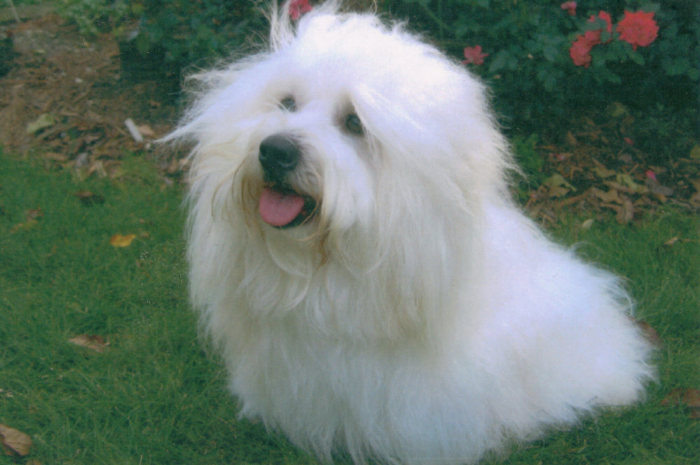 coton-de-tulear (1)