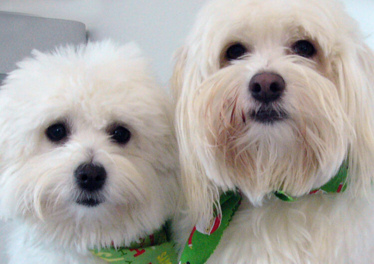 coton-de-tulear (10)