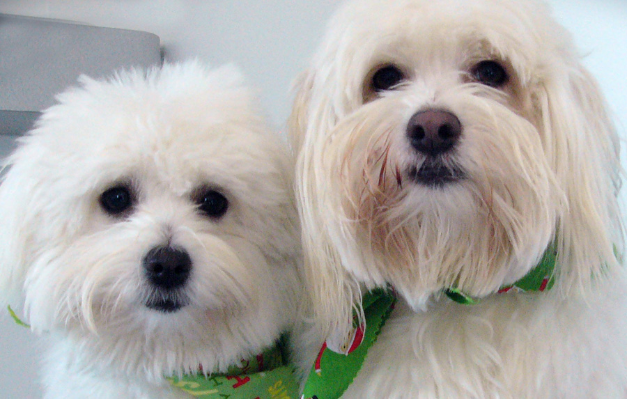 coton-de-tulear (10)