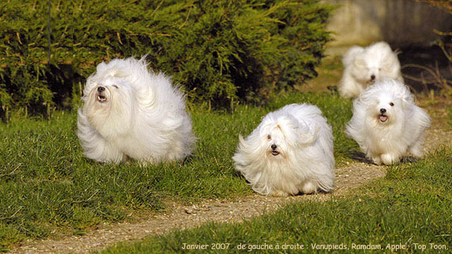 coton-de-tulear (11)