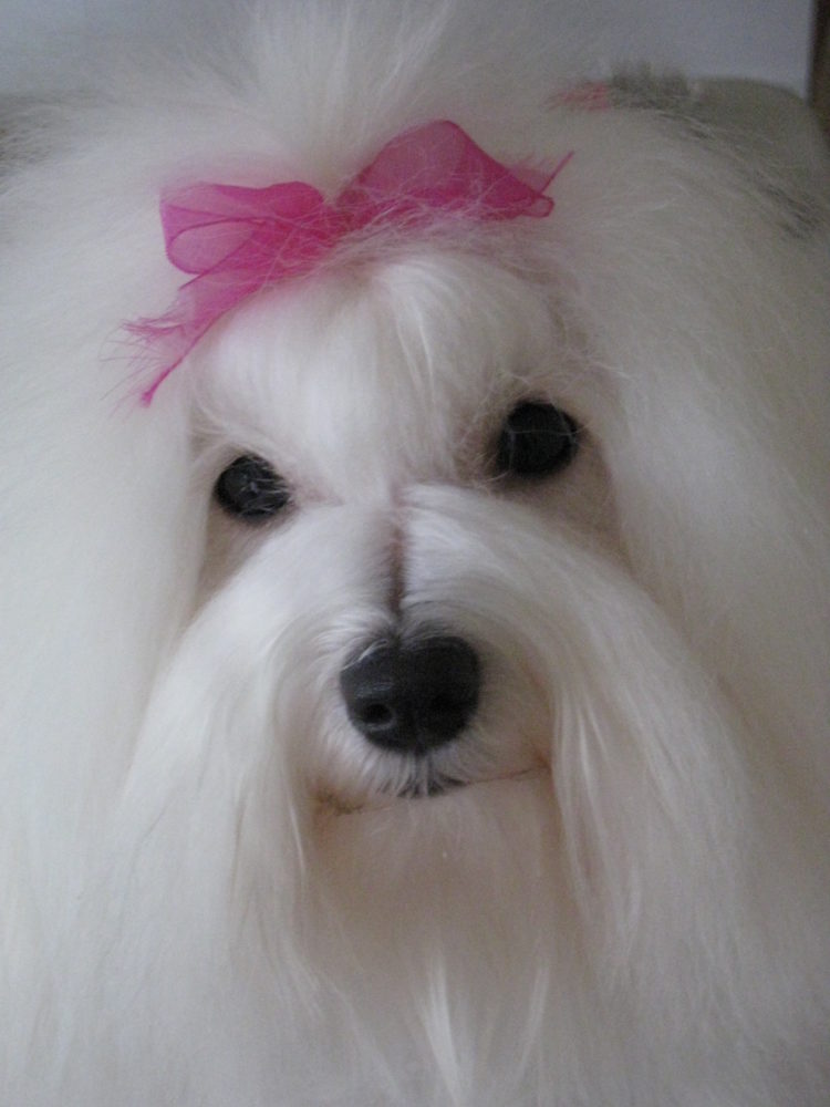 coton-de-tulear (12)
