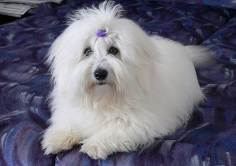 coton-de-tulear (13)