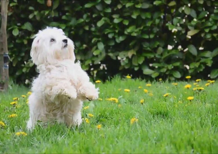 coton-de-tulear (14)