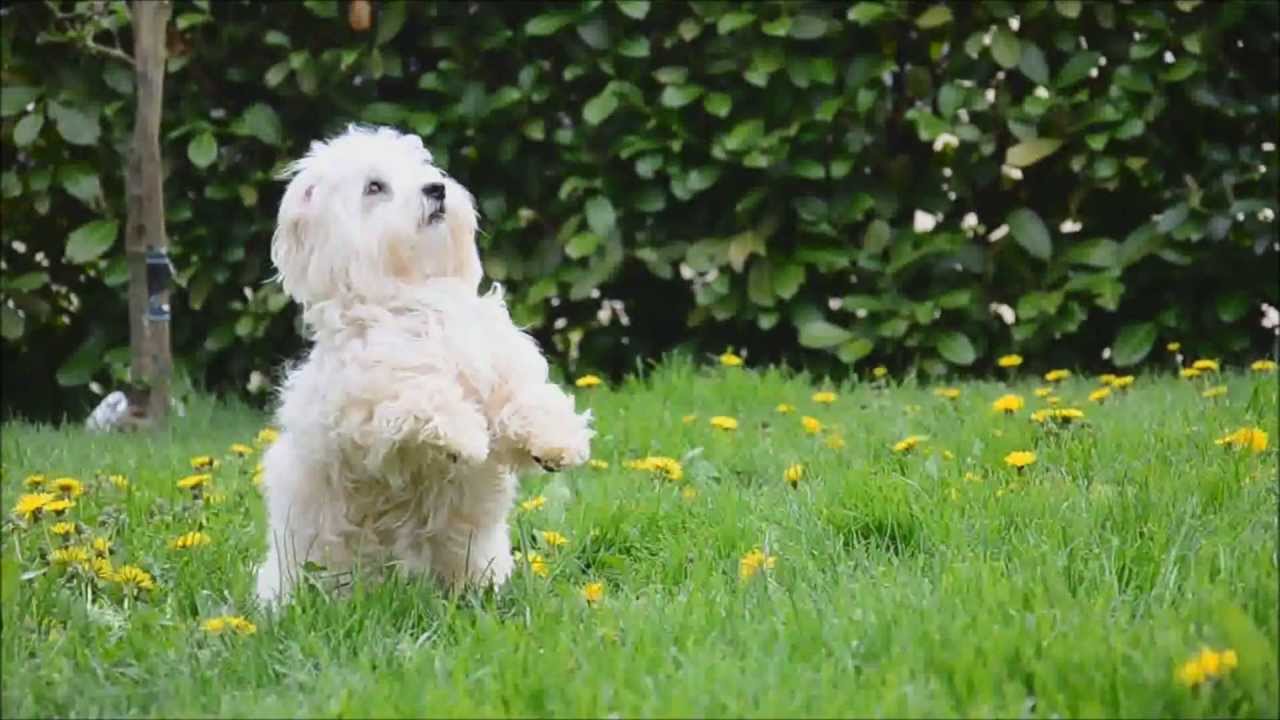 coton-de-tulear (14)