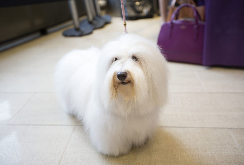 September 30, 2014: Luna, a coton de tulear, during a news conference promoting the Westminster Kennel Club dog show at Madison Square Garden in New York City. The coton de tulear and wire-haired visla are the newest breeds selected to join to this year's show.