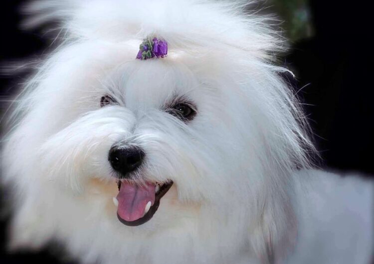 coton-de-tulear (18)