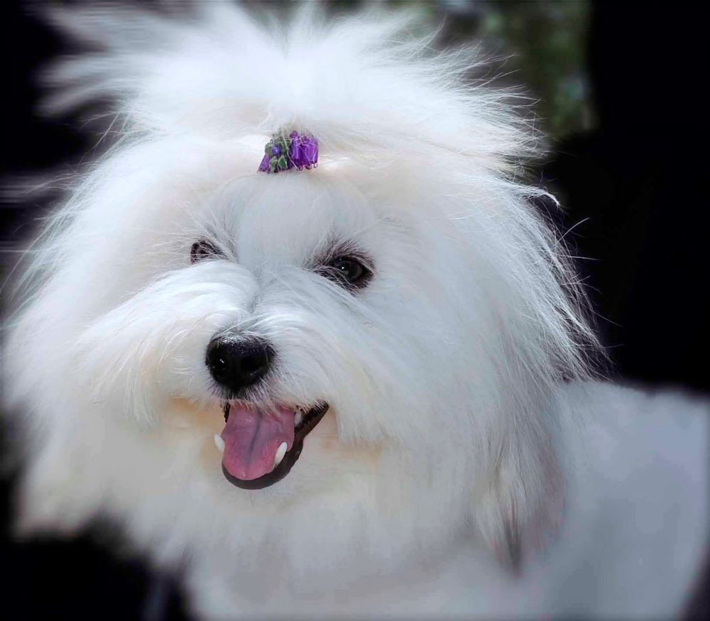 coton-de-tulear (18)