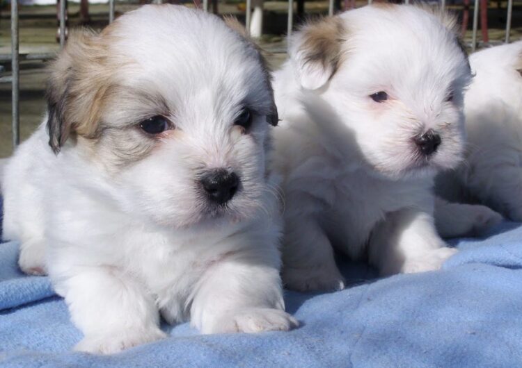 coton-de-tulear (19)