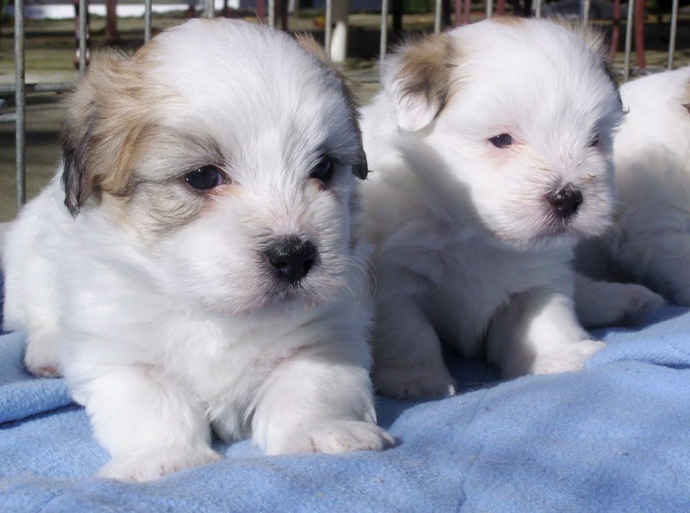coton-de-tulear (19)