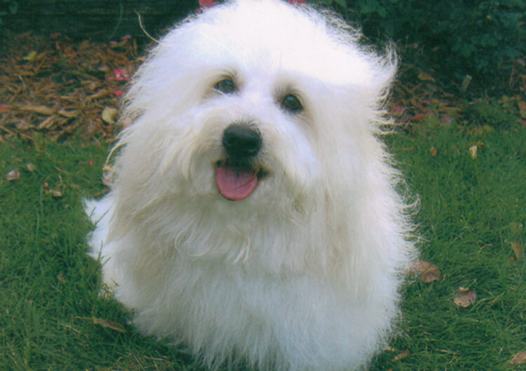 coton-de-tulear (2)
