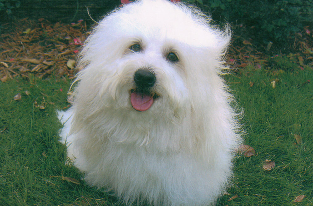 coton-de-tulear (2)