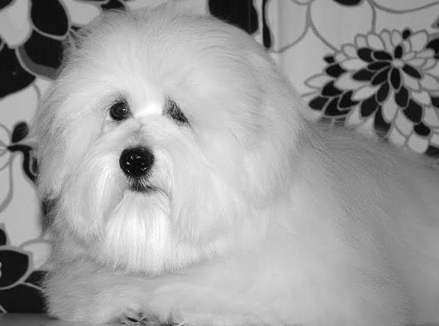 coton-de-tulear (20)