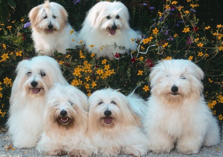 coton-de-tulear (3)