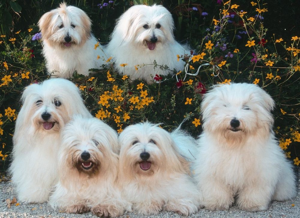 coton-de-tulear (3)