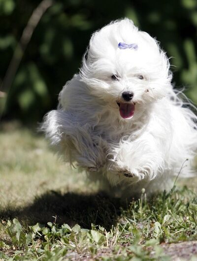 coton-de-tulear (4)