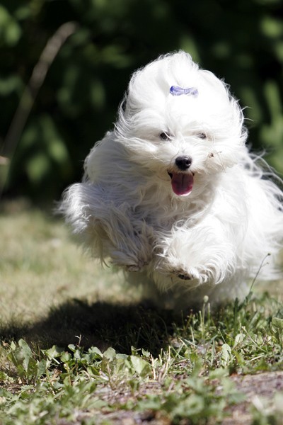 coton-de-tulear (4)