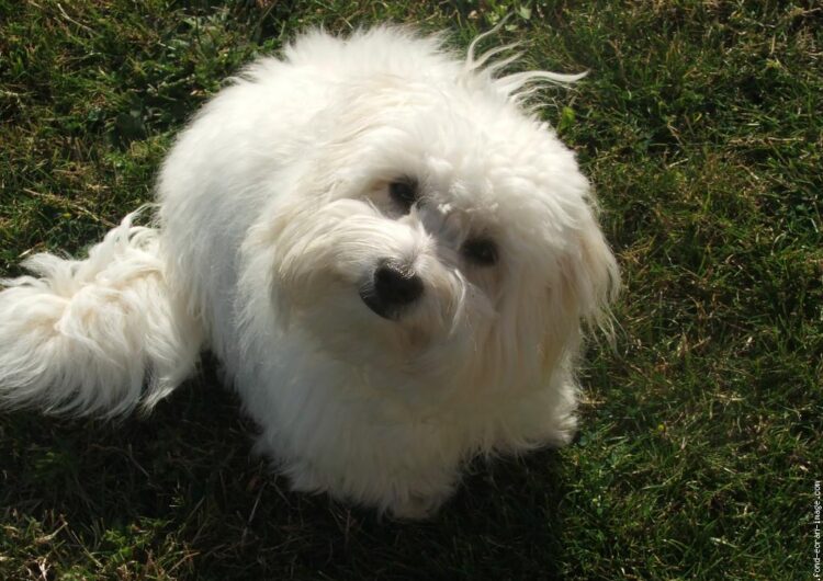coton-de-tulear (5)