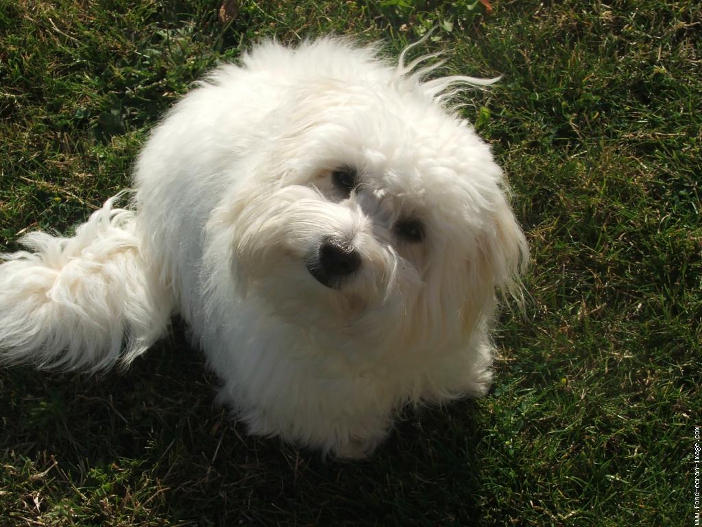 coton-de-tulear (5)