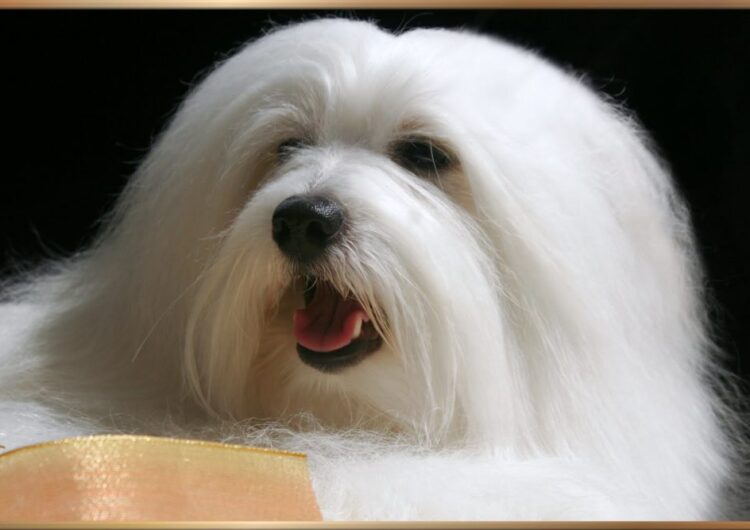 coton-de-tulear (6)