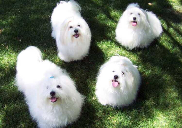 coton-de-tulear (7)