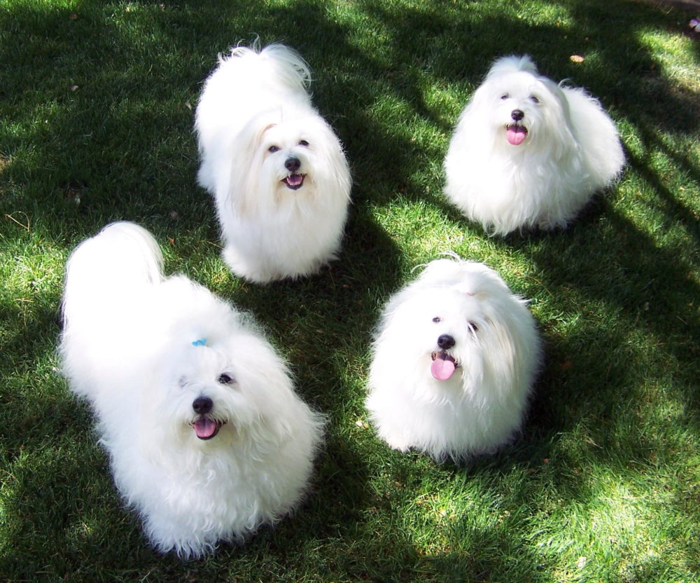 coton-de-tulear (7)