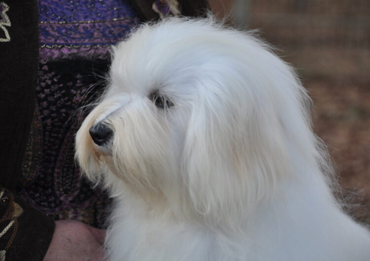 coton-de-tulear (8)