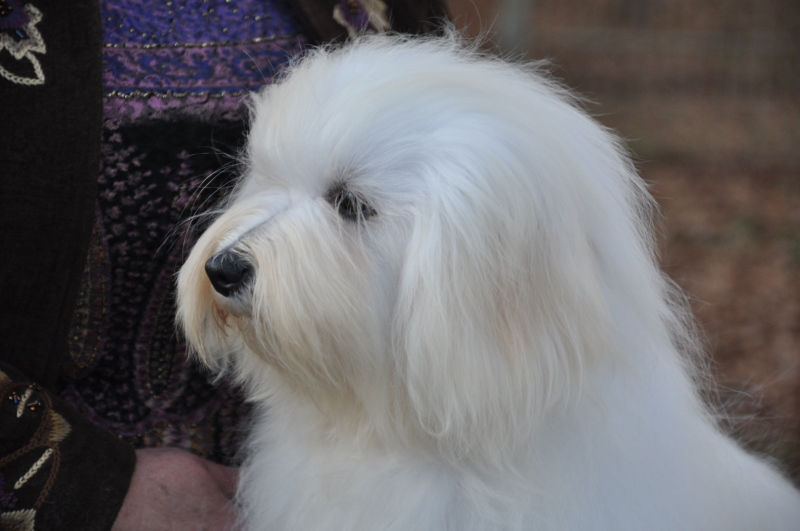 coton-de-tulear (8)
