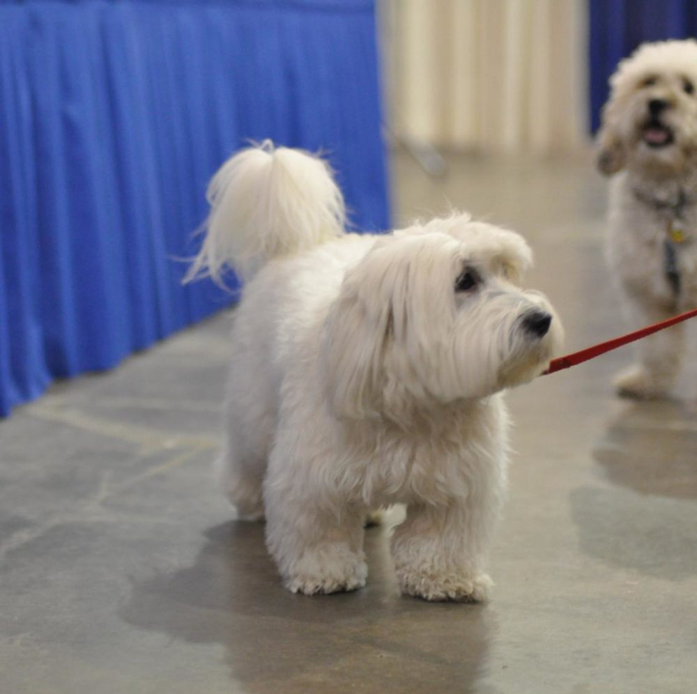 coton-de-tulear (9)