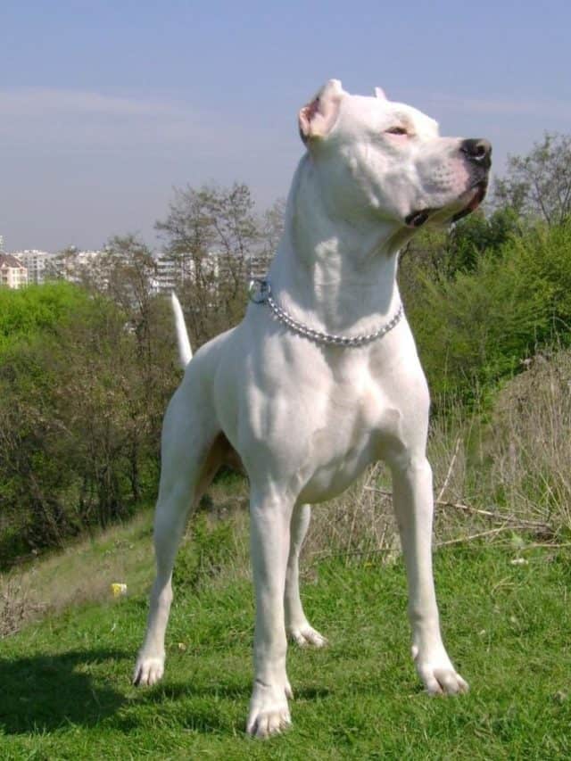 raças de cães mais pesadas