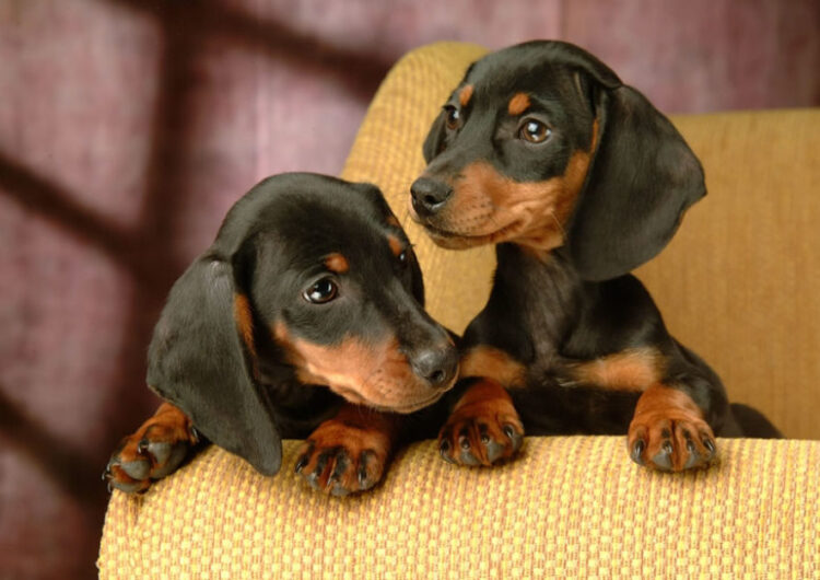 dachshund (1)