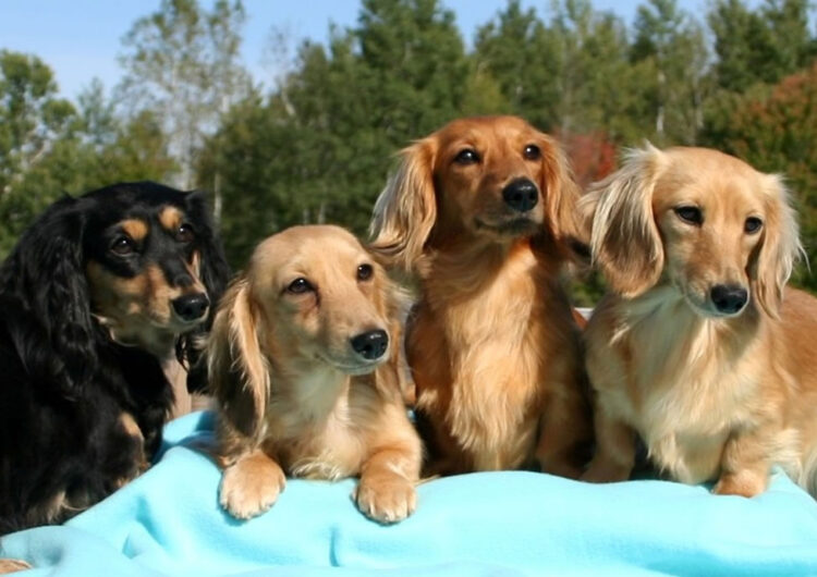 dachshund (10)