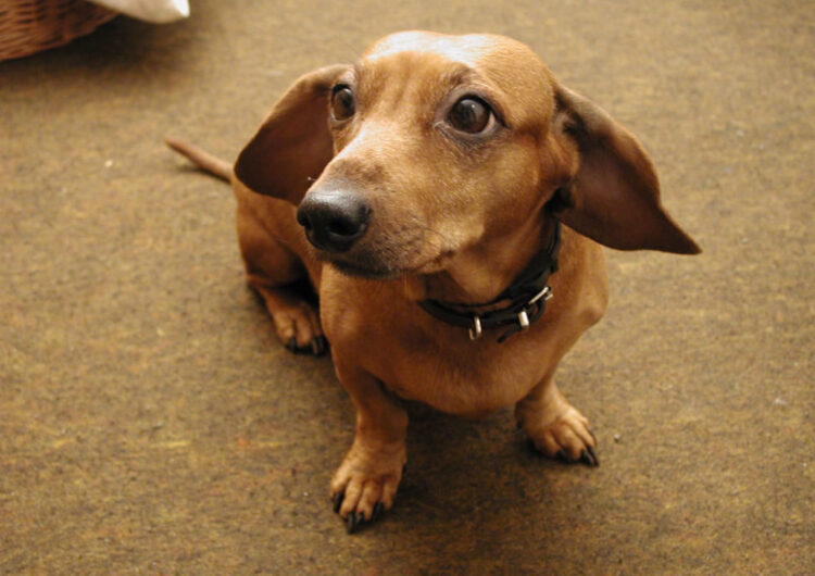 dachshund (11)