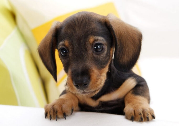 dachshund (12)