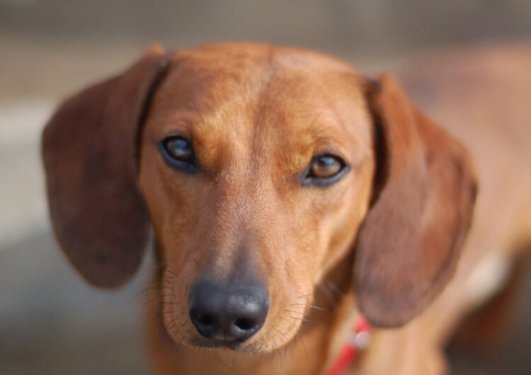 dachshund (13)