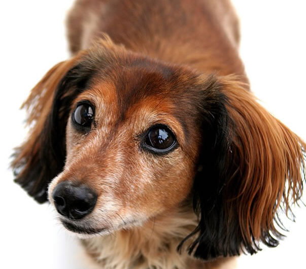 dachshund (14)