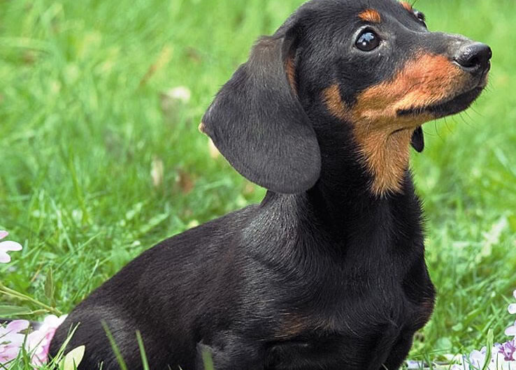 dachshund (15)