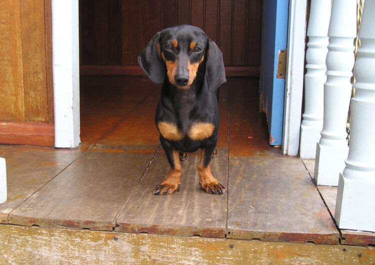 dachshund (17)