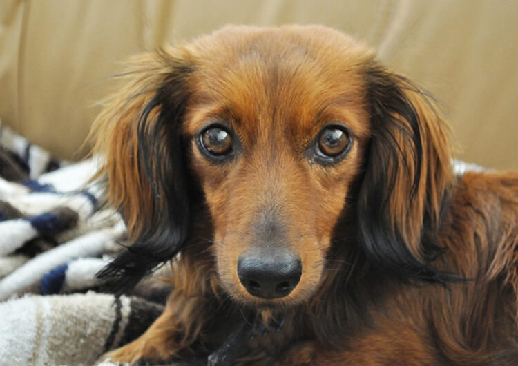 dachshund (18)