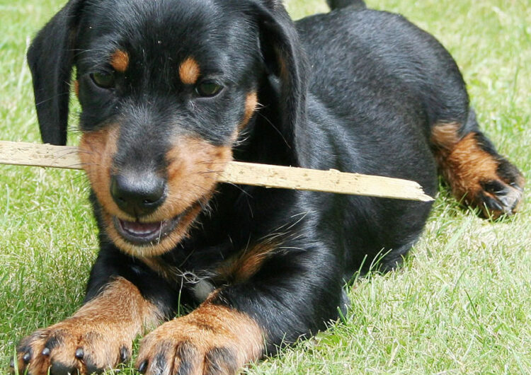 dachshund (19)
