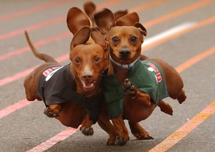 dachshund (2)