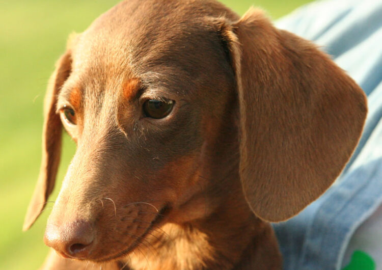 dachshund (20)