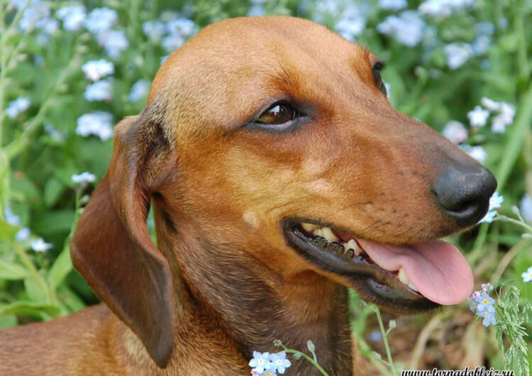 dachshund (21)