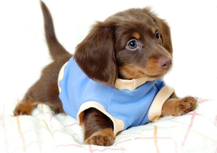 dachshund (22)