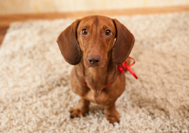dachshund (23)
