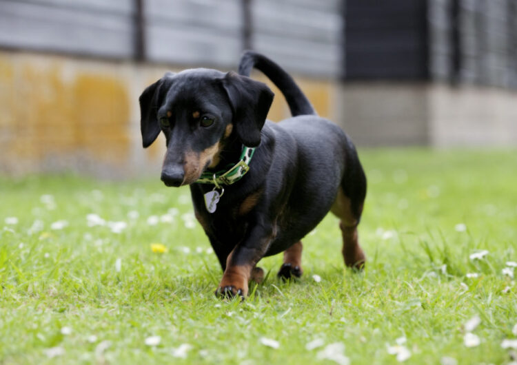 dachshund (24)
