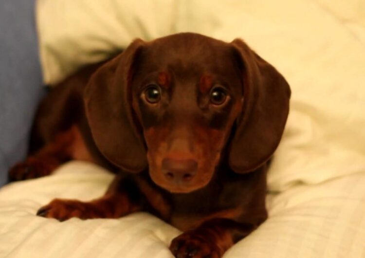 dachshund (25)