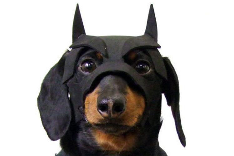 dachshund (27)