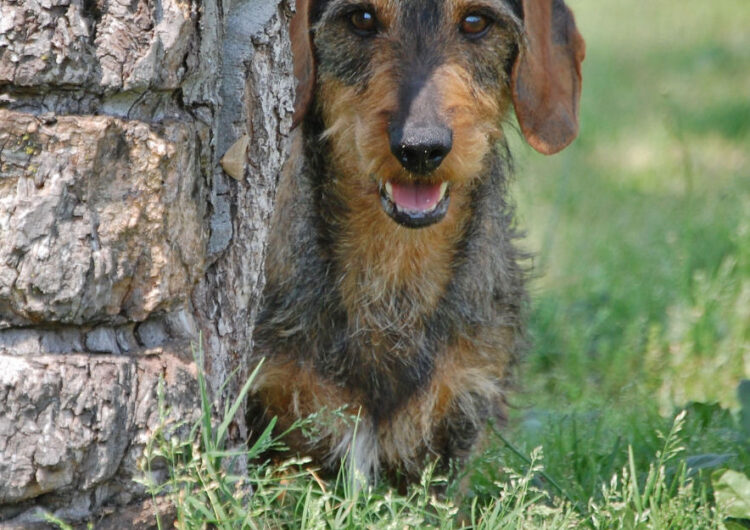 dachshund (28)