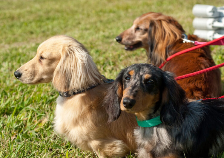 dachshund (30)