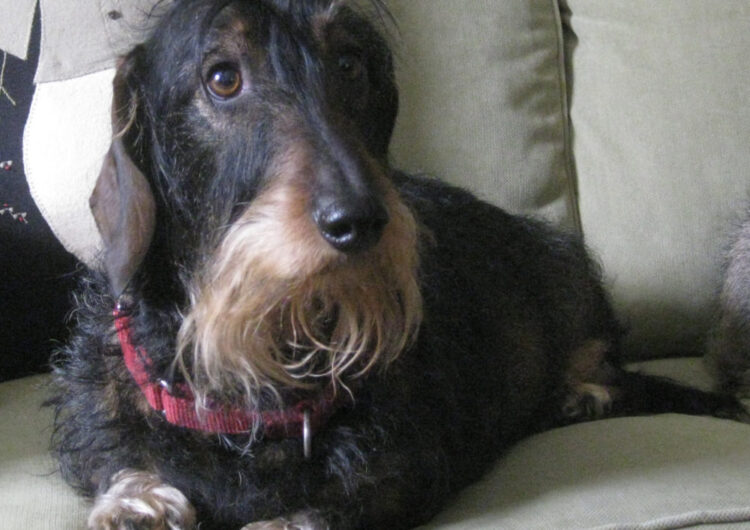 dachshund (31)